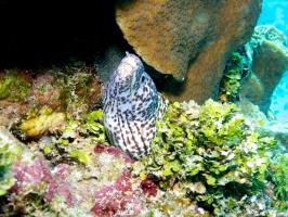 Spotted Moray Eel IMG 5024